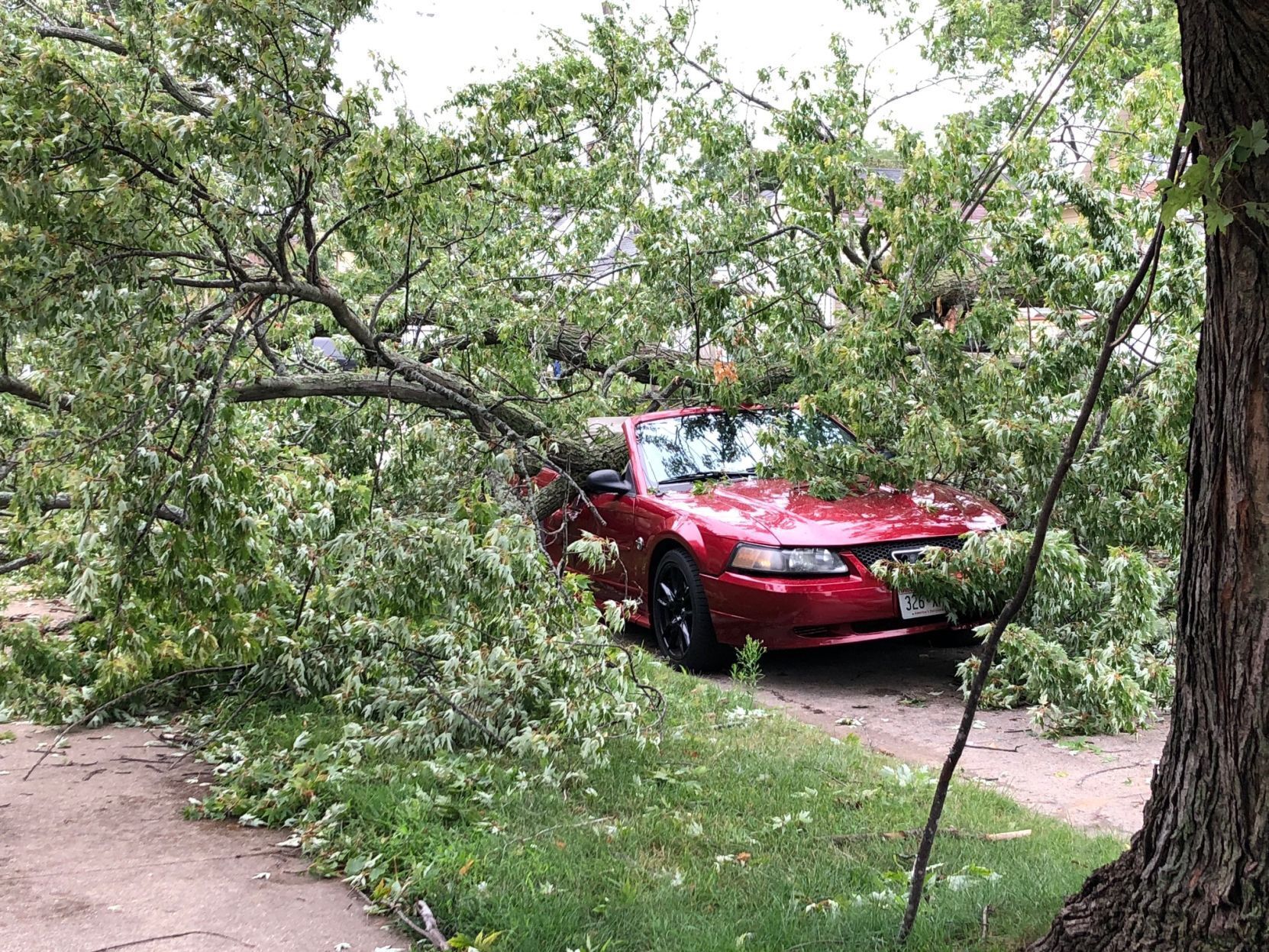 Tree toppled on car